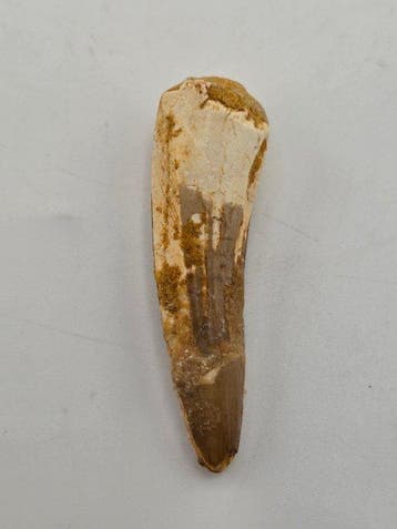 Spinosaure - Dent fossile - Spinosaur Aegyptiacus - 5.5 cm