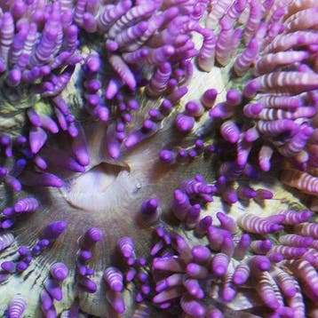 Heteractis Aurora (Paars)