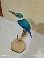 Alcyon Aziatisch Taxidermie volledige montage - Todirampus, Nieuw