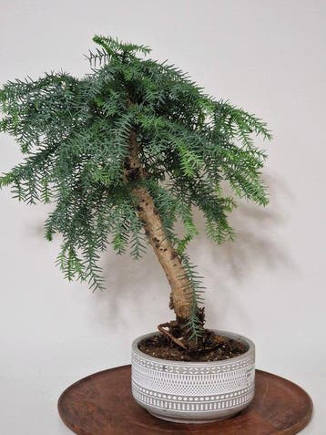 Araucaria cunninghamii - Hoogte (boom): 40 cm - Diepte