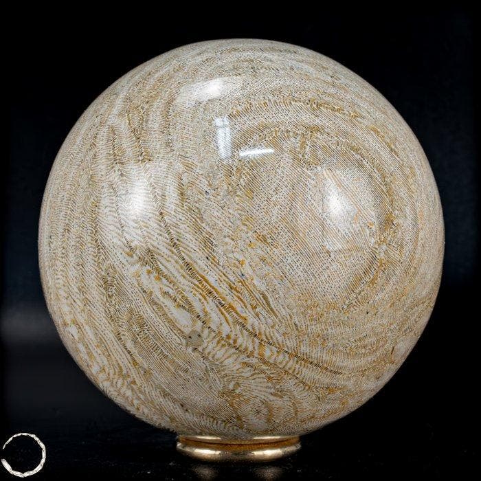 Natuurlijke AA+++ Fossiele Goniopora-koraalbol, Australië,, Collections, Minéraux & Fossiles