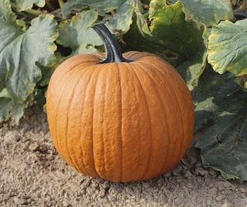 Boomer F1 PMT Halloween halloweenpompoen 50 zaden, Nieuw
