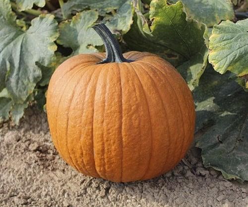 Boomer F1 PMT Halloween halloweenpompoen 50 zaden, Hobby & Loisirs créatifs, Bricolage
