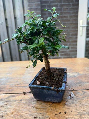 Fukien theeboom bonsai (Carmona retusa) - Hoogte (boom): 20