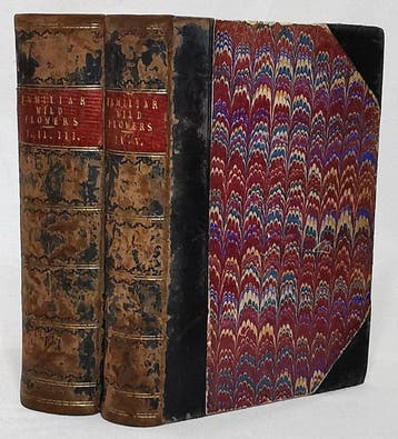 F. Edward Hulme - Familiar Wild Flowers (Complete Five