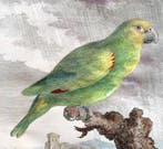 Jacques Eustache de Seve (1742 - 1788) - LAmazone jaune o