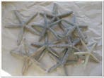 Zeester Starfish Grijsblauw 10-15 cm 10 stuks, Nieuw