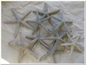 Zeester Starfish Grijsblauw 10-15 cm 10 stuks, Nieuw