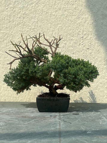 Jeneverbes bonsai (Juniperus) - Hoogte (boom): 21 cm -, Antiek en Kunst