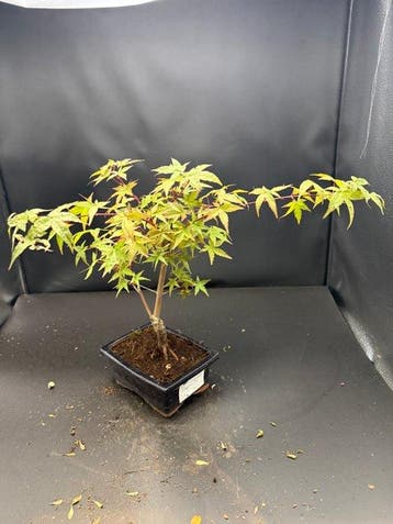 Japanese maple bonsai (Acer palmatum) - Hoogte (boom): 25 cm