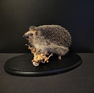Egel Taxidermie volledige montage - Erinaceus europaeus - 23, Verzamelen, Nieuw
