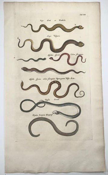 Matthäus Merian (b1593) - hand coloured folio: Snakes,, Antiek en Kunst