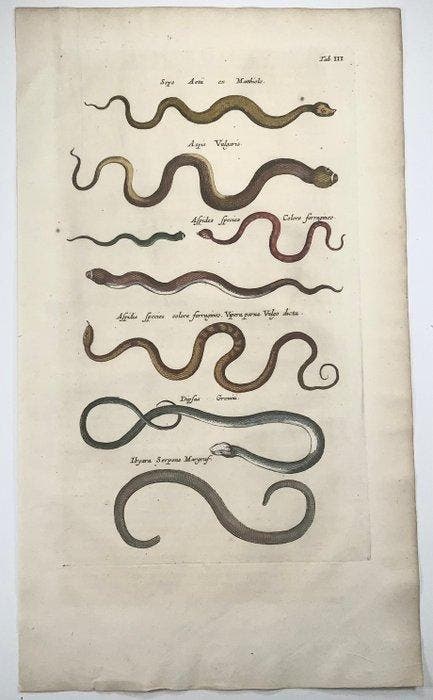 Matthäus Merian (b1593) - hand coloured folio: Snakes,, Antiek en Kunst, Antiek | Boeken en Manuscripten