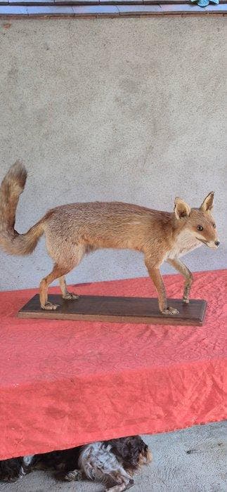 Renard roux Support mural pour taxidermie - Vulpes vulpes -