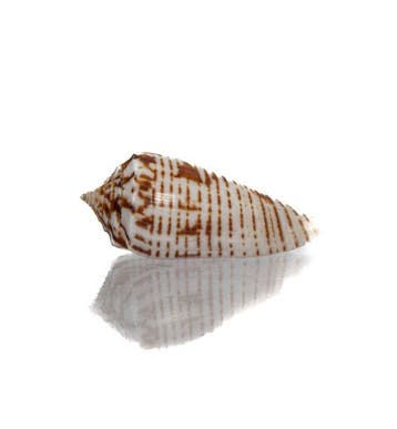 Exquis verzamelobject: Conus scalptus (39 mm) –