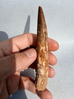Dinosaurus - Fossiele tand - Spinosaurus aegyptiacus - 11.2, Verzamelen