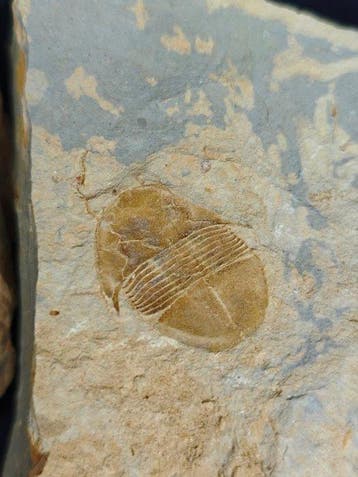Geen reserveprijs - Gefossiliseerd dier - Shergoldia