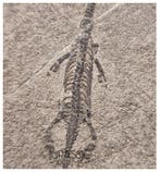 Prachtige topkwaliteit jonge Keichousaurus hui, mariene, Verzamelen, Mineralen en Fossielen