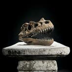 Geen veilingminimum - Een replica van een dinosaurusschedel, Verzamelen