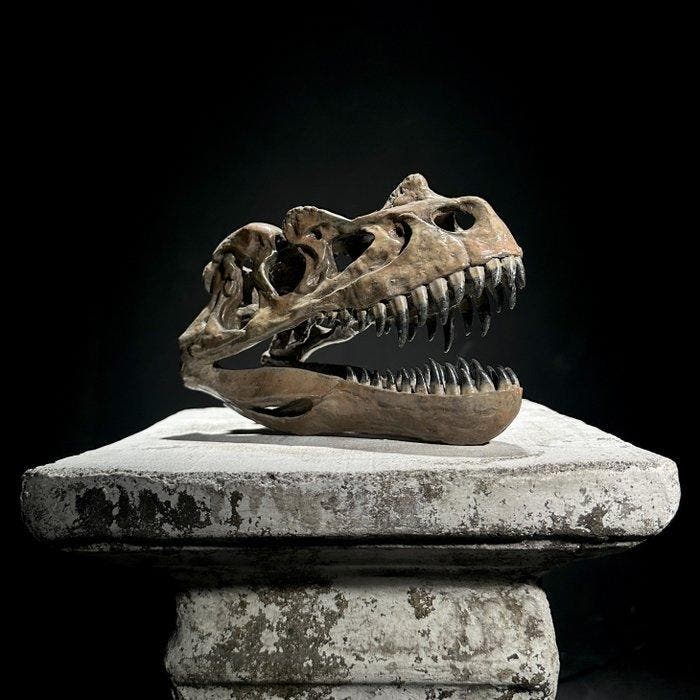 Geen veilingminimum - Een replica van een dinosaurusschedel, Verzamelen, Mineralen en Fossielen