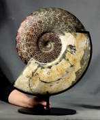 ÉNORME !! 41 cm !! Ammonite dexception dont les deux faces