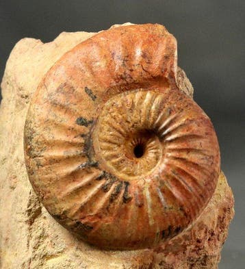 Fijn Jura-ammoniet - op steen - - Gefossiliseerd dier -