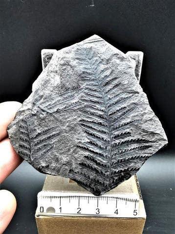 Varen - Gefossiliseerde plant - Senftenbergia plumosa (Artis