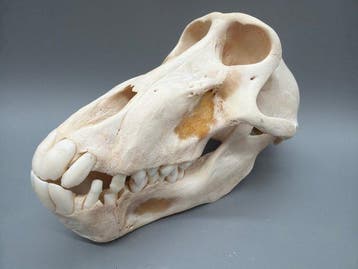 Aap Schedel van een zoogdier - Papio Ursinus - 11 cm - 11 cm, Nieuw
