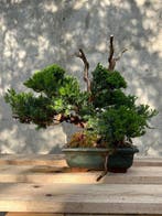 Jeneverbes bonsai (Juniperus) - Hoogte (boom): 30 cm -
