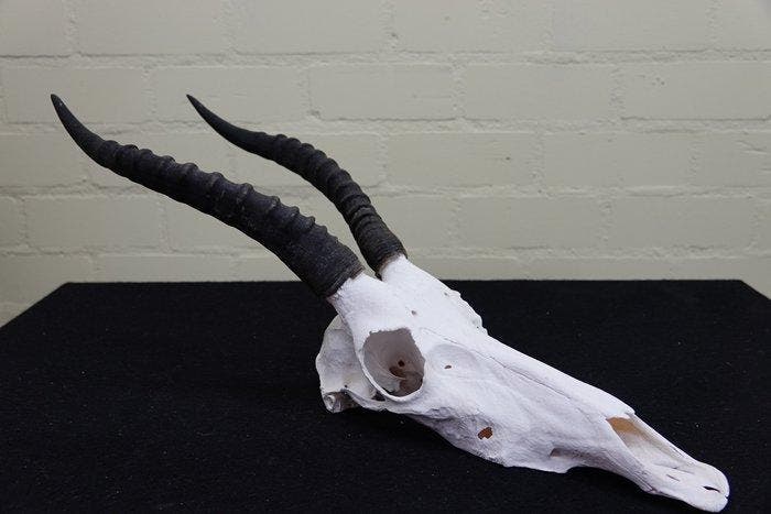 Blesbok Schedel - Damaliscus pygargus phillipsi - 0 cm - 0, Verzamelen, Dierenverzamelingen