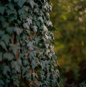 Rittreck, Norita 6x6 + 80mm f/2 Rittron-lens