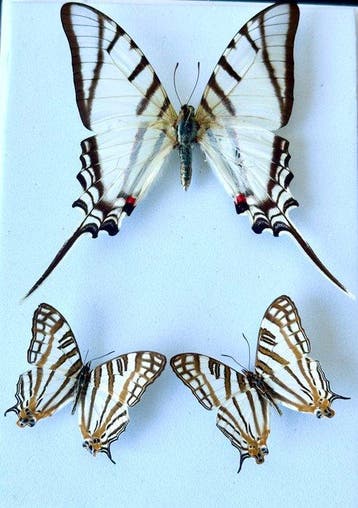 3 Exotische vlinders in moderne houten vitrine. Taxidermie, Nieuw