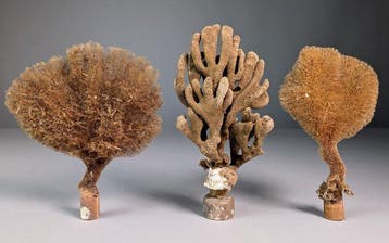 Natuurlijke zeesponzen op minerale ondergronden Taxidermie, Verzamelen, Nieuw