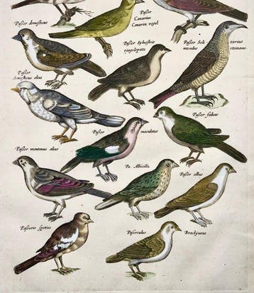 Matthäus Merian (b1593) handcol. Folio - Birds: Sparrows,