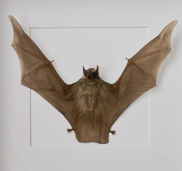 Vleermuis Taxidermie volledige montage - Taphozous