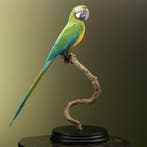 Hybride Ara Taxidermie Opgezette Dieren By Max, Ophalen of Verzenden, Nieuw, Vogel, Opgezet dier
