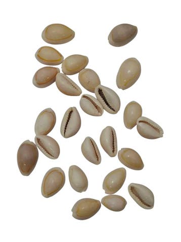 Cypraea Annulus schelpen Creme Naturel 35 gram