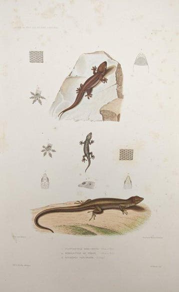 Casimir Gide (1804–1868) - Set of 2: Geckos and Skinks,