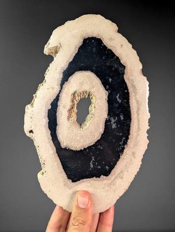 Fossiele palmplaat - Zwarte binnenkant - Gefossiliseerde
