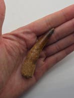 Spinosaure - Dent fossile - Spinosaur Aegyptiacus - 7.5 cm