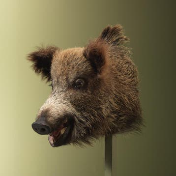 Wild Zwijn Middel Taxidermie Opgezette Dieren By Max, Ophalen of Verzenden, Nieuw, Wild dier, Opgezet dier