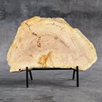 Magnifique tranche de bois pétrifié sur un socle