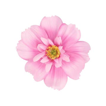Haarspeld Duckklem 12cm – Haarbloem - Roze, Handtassen en Accessoires, Nieuw