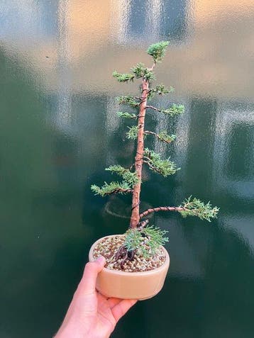 Bonsaï Genévrier (Juniperus) - Hauteur (arbre) : 40 cm -