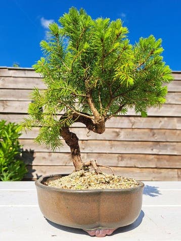 Spar bonsai (Picea) - Hoogte (boom): 23 cm - Diepte (boom):