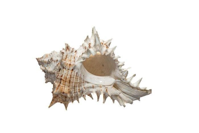 HOOGTEPUNT: Murex tribulus • Uniek prachtstuk • Absolute, Antiquités & Art, Curiosités & Brocante