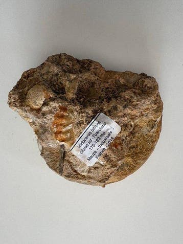 Ammoniet - Gefossiliseerde schelp - 10 cm - 12 cm (Zonder, Verzamelen
