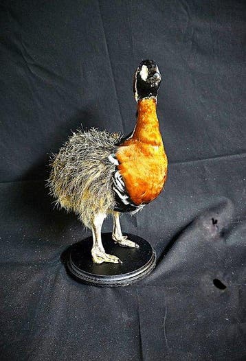 struisvogel gans Taxidermie volledige montage - Struthio -