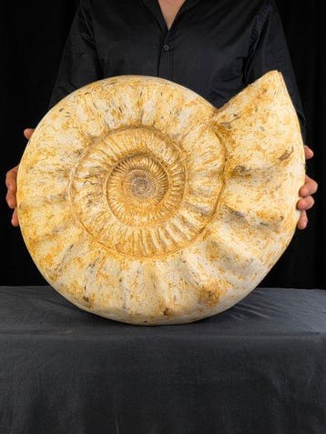 Grote ammoniet - 28,6 kg - Gefossiliseerde schelp -