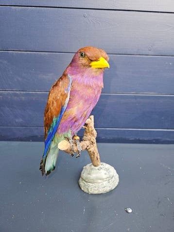 Hele mooie nette nieuw opgezette breedbek scharrelaar, Verzamelen, Nieuw
